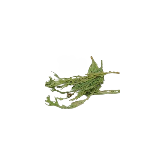15B: Cedar