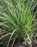15L: Sweetgrass