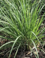 15L: Sweetgrass